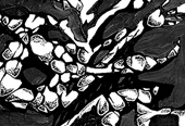 Rock